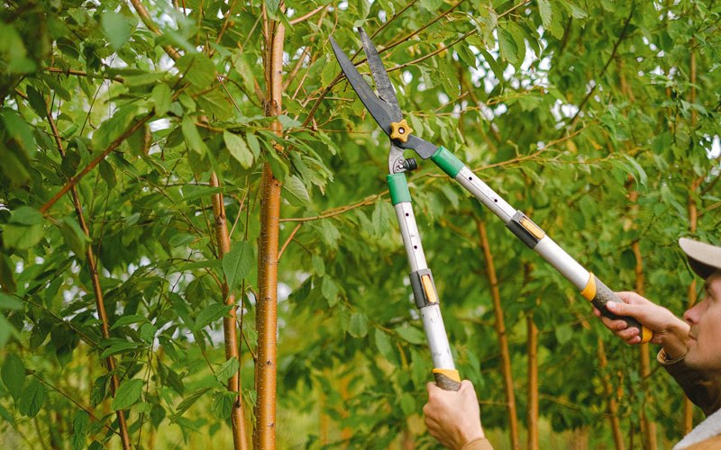 Tree trimming in Gustavus, AK